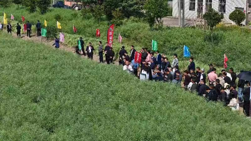 “浙油”如此多娇丨省种业集团旗下勿忘农种业股份公司多品种进击 助力拎稳“油瓶子”