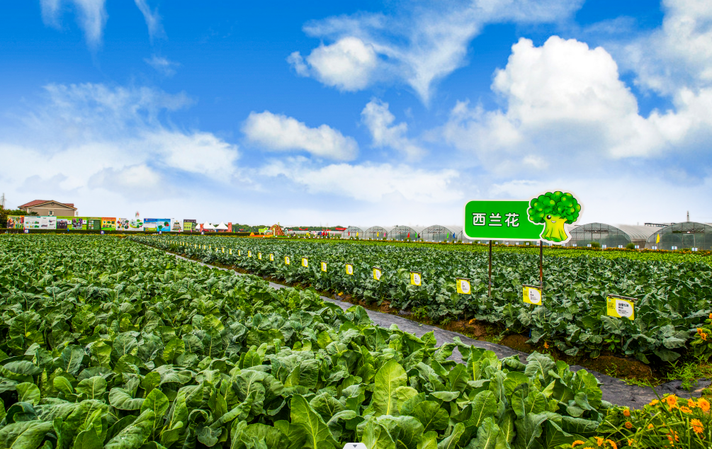 争先创优 赛马比拼丨省种业集团：科技赋能育良种 奋力擦亮“浙江芯”